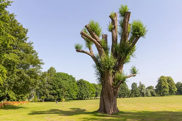 tree pollarding