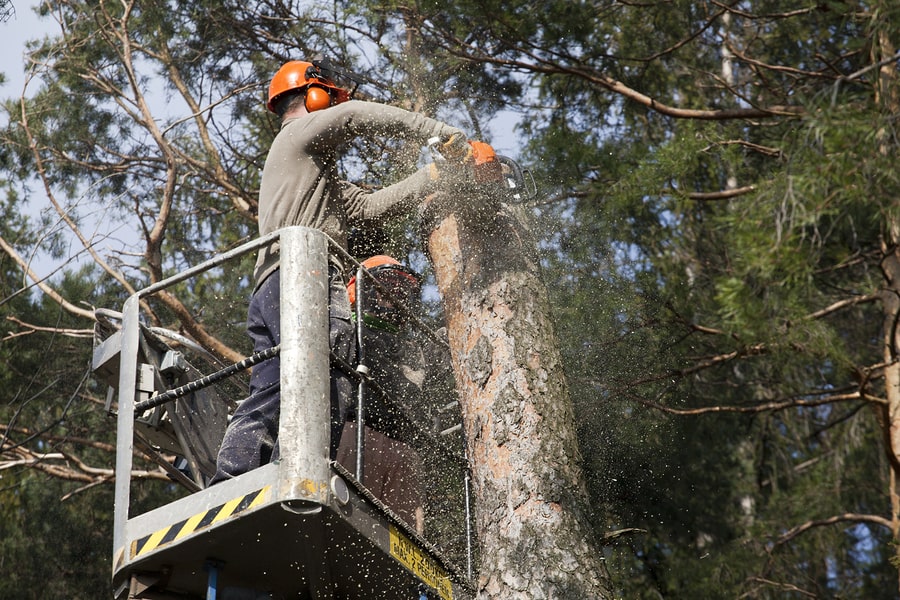 tree pollarding