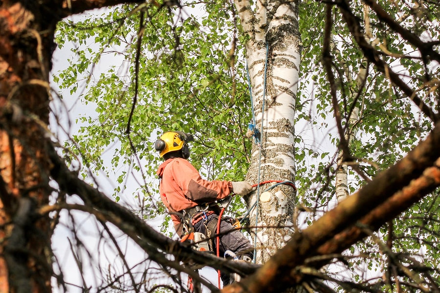 tree cutting