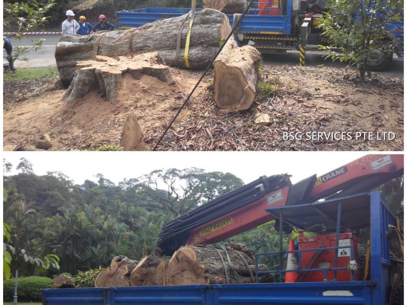 tree cutting singapore
